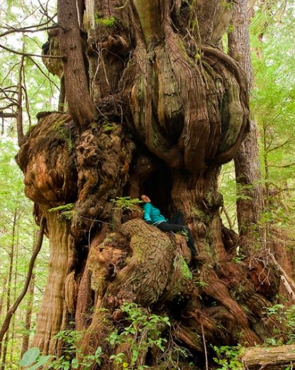 这些大自然的“橘根”，人类比得了吗？(1)