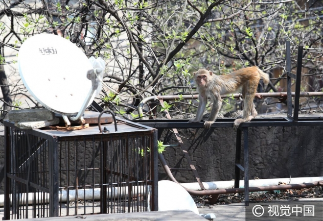 “世界那么大我想去看看” 盘点出逃动物各不相同的“诗和远方”(3)