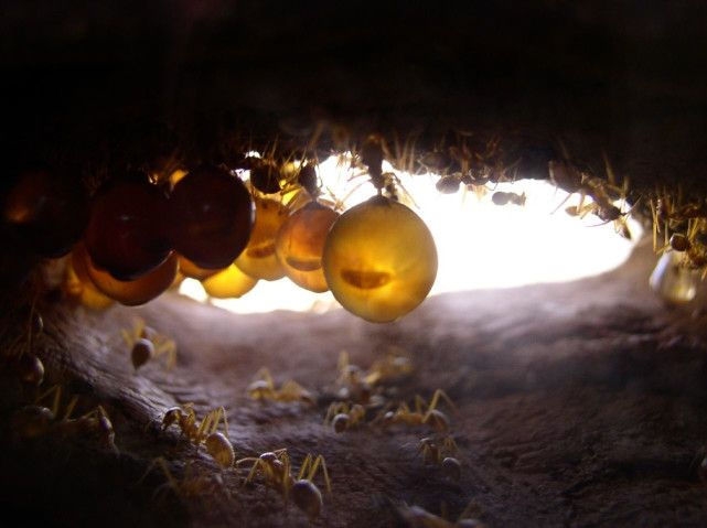 世界上‘最好吃’的‘蚂蚁’(2)