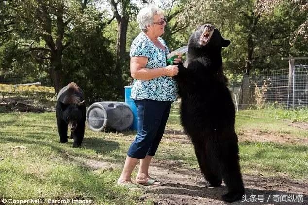 62岁老太太饲养大棕熊和老虎当宠物，堪称世上最牛老太太(4)