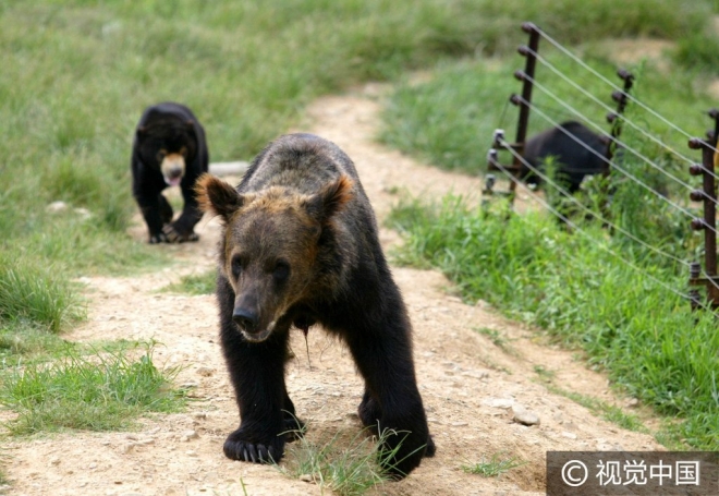 “世界那么大我想去看看” 盘点出逃动物各不相同的“诗和远方”(3)