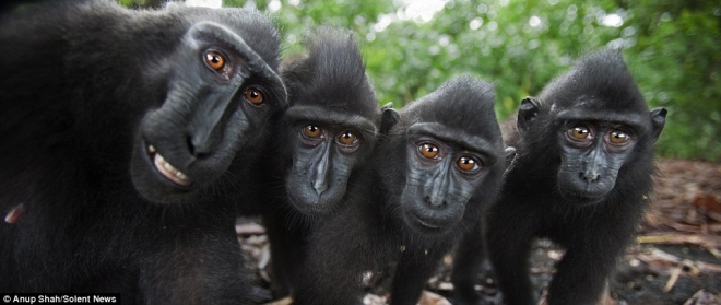 实拍镜头感十足的猴子(2)