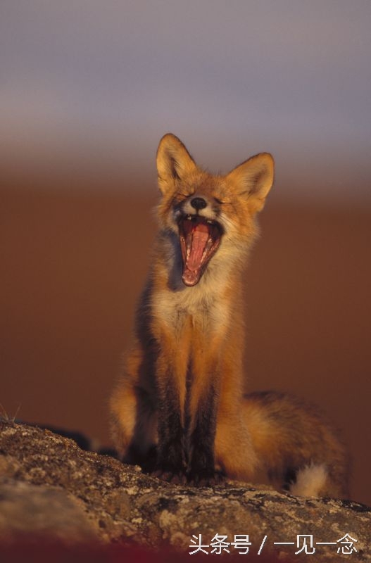 动物让人啼笑皆非的瞬间(5)