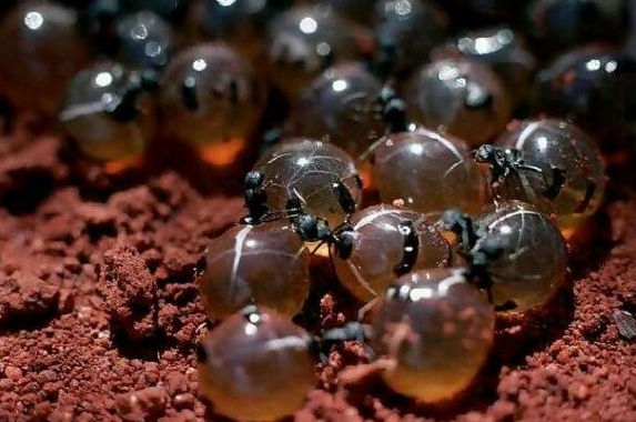 世界上‘最好吃’的‘蚂蚁’(2)