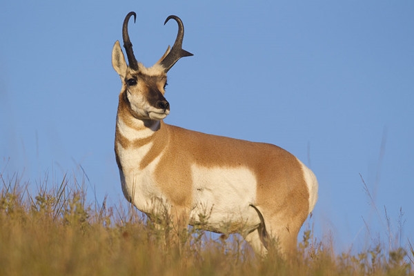陆地上跑得最快的十种动物动物，最快时速112英里(3)