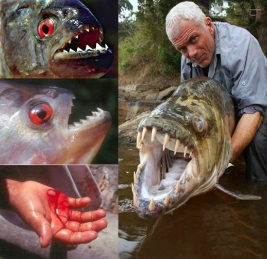 最恐怖动物世界大排名：蜱虫进榜，大白鲨第五，吸血蝙蝠只能第二(2)