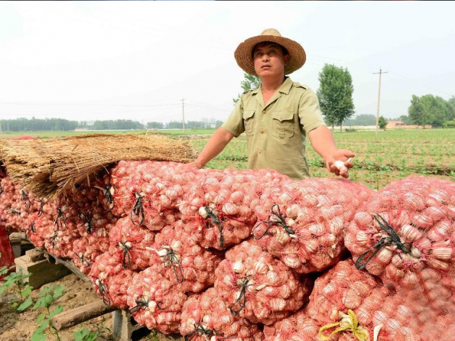 入冬大蒜价格飚升，农民却愁容满面，表示很无奈！(3)