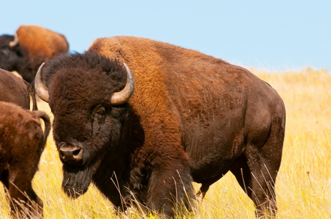 揭秘最开放的动物世界——同性恋也疯狂(3)