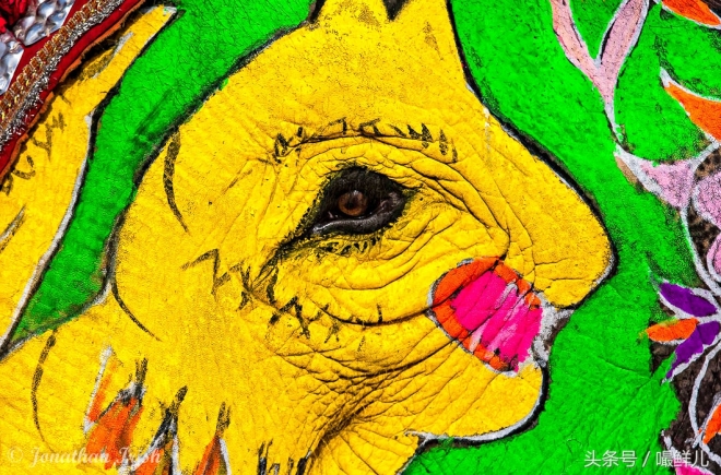 也真是“命好”，这些动物生在这些国家竟受到这般待遇(2)