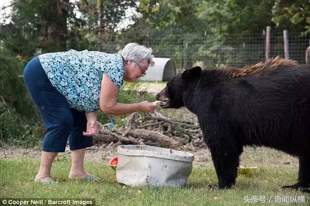 62岁老太太饲养大棕熊和老虎当宠物，堪称世上最牛老太太(3)