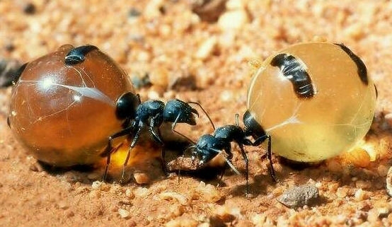 世界上‘最好吃’的‘蚂蚁’(1)