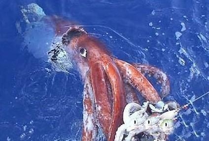 世界上十大巨型动物(3)