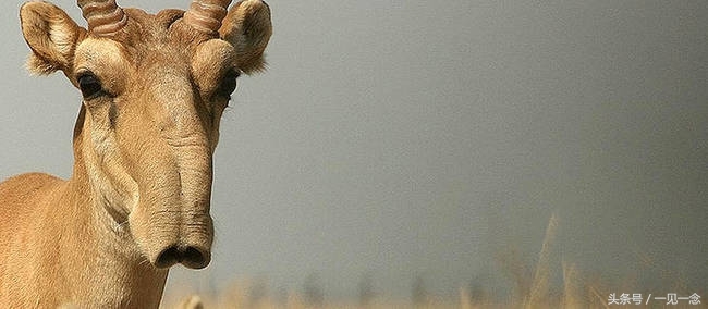 14个奇怪的动物，你可能从来没有听说过(1)