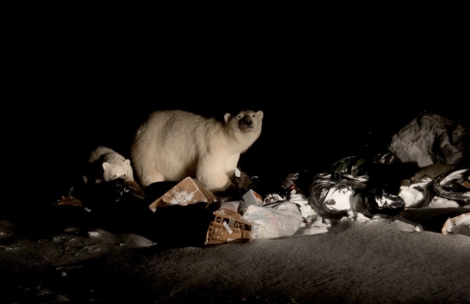 饮鸩止渴：实拍北极圈里的“合法”猎熊人(1)
