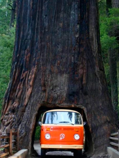 这些大自然的“橘根”，人类比得了吗？(2)