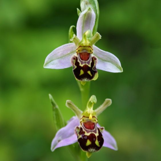 欺骗能力最强的植物，看了你就知道它多有趣(1)