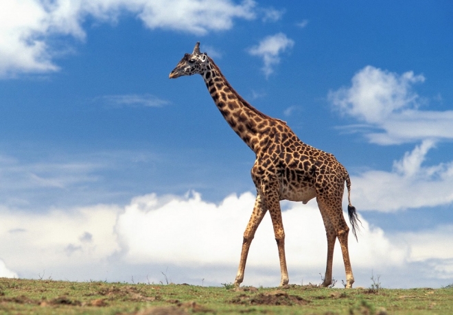 世界上十大巨型动物(2)