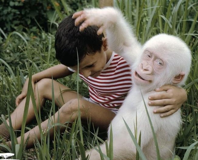 盘点那些迷人稀有的白化动物(1)