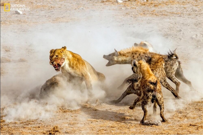 《国家地理》杂志评选的2016年最佳照片(1)