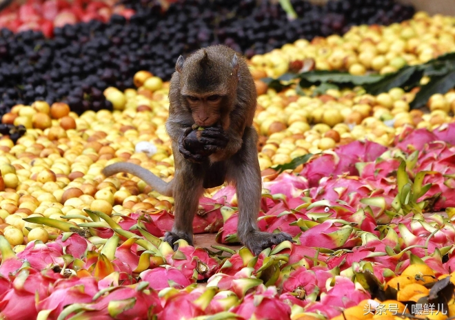 也真是“命好”，这些动物生在这些国家竟受到这般待遇(5)