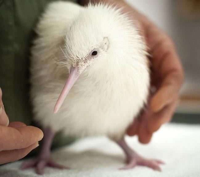 盘点那些迷人稀有的白化动物(5)