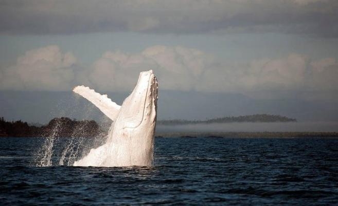 盘点那些迷人稀有的白化动物(4)