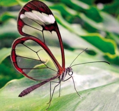 盘点自然界十种美丽的透明生物(1)