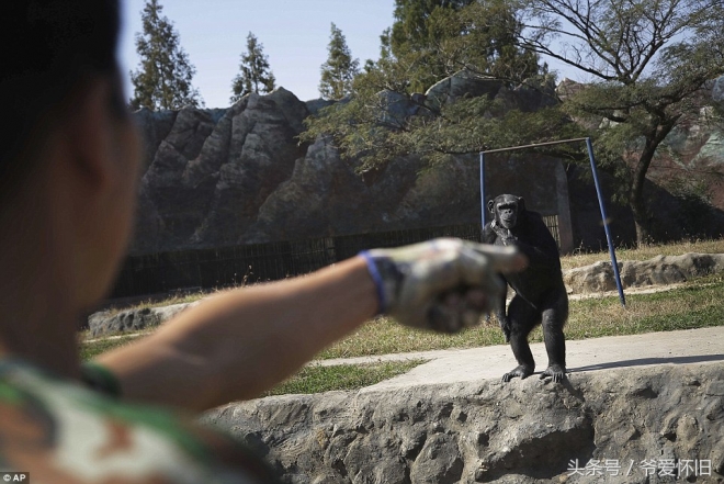 这只会抽烟的黑猩猩成了朝鲜动物园的大明星(2)