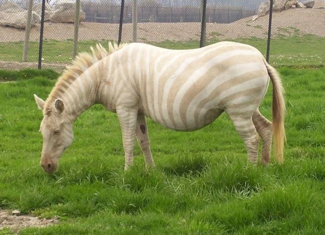 盘点那些迷人稀有的白化动物(1)