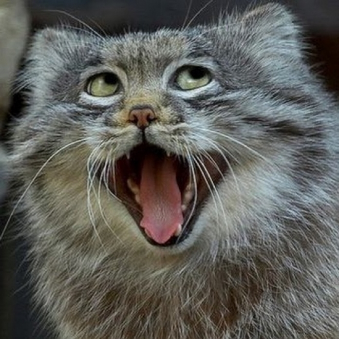 想给大家简单说说兔狲这货！表情最丰富的猫科动物(7)