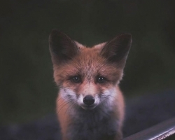 森林之魂：摄影师近距离捕捉动物肖像