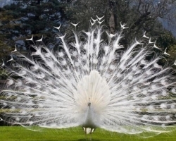 世界上真实存在的奇特动物