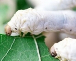 喂蚕宝宝吃这物 竟然吐出“超级蚕丝”