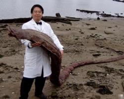 男子海岸发现巨型条状物 面目难以猜测