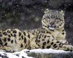 盘点世界最罕见物种 有些比大熊猫还稀有