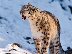 中国特种部队以他来命名，比老虎还要珍贵。