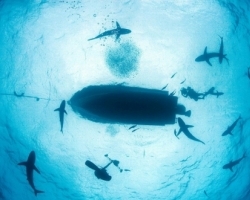 深海“梦魇”！实拍恐怖海洋生物