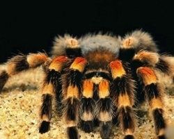 世界上最恐怖动物排行