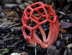 盘点20种最美丽诡异的蘑菇