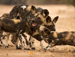 陆地上跑得最快的十种动物动物，最快时速112英里