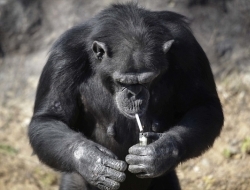 这只会抽烟的黑猩猩成了朝鲜动物园的大明星