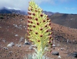 百年只开一次花的银剑菊，开完就凋谢的火山花