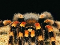 最恐怖动物世界大排名：蜱虫进榜，大白鲨第五，吸血蝙蝠只能第二