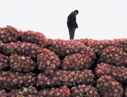 入冬大蒜价格飚升，农民却愁容满面，表示很无奈！