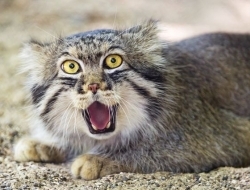 想给大家简单说说兔狲这货！表情最丰富的猫科动物