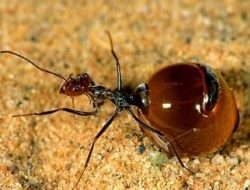 世界上‘最好吃’的‘蚂蚁’