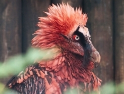 14个奇怪的动物，你可能从来没有听说过