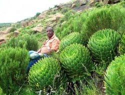 国内上万元的女王芦荟，黑人小哥表示：在我家