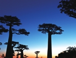 神似潘多拉星球上的植物