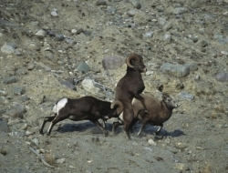 动物让人啼笑皆非的瞬间